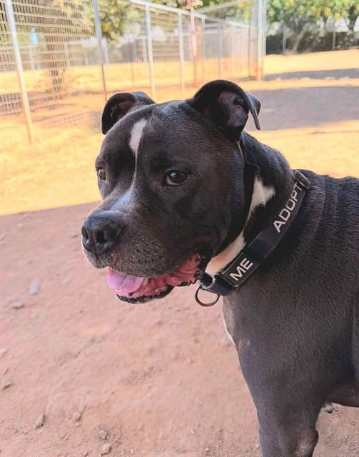 Panda - Pit Bull Terrier