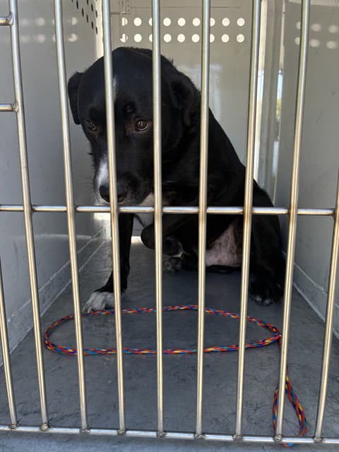 Duke - Labrador Retriever