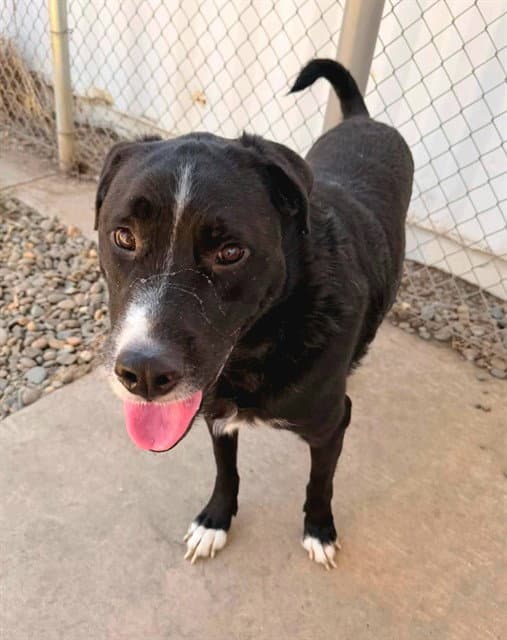 Duke - Labrador Retriever