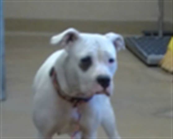 Unknown - Pit Bull Terrier