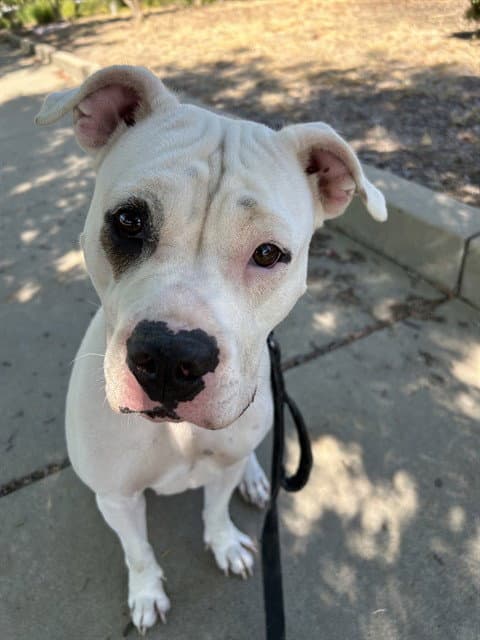 Unknown - Pit Bull Terrier