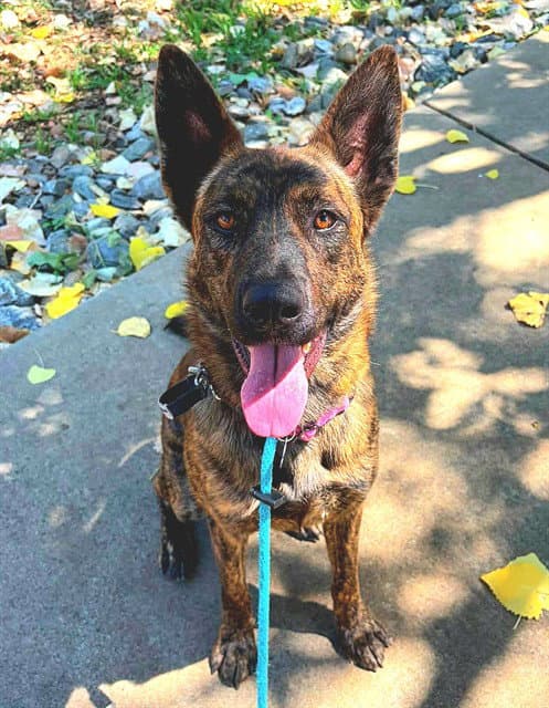 Stella - German Shepherd Dog