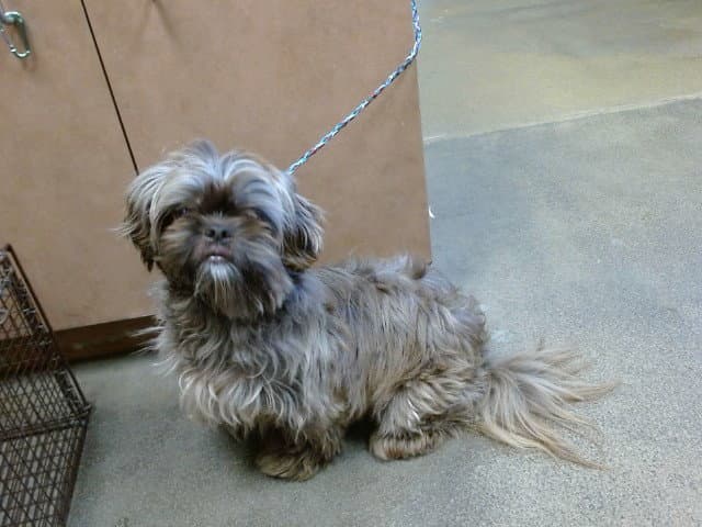 Unknown - Lhasa Apso