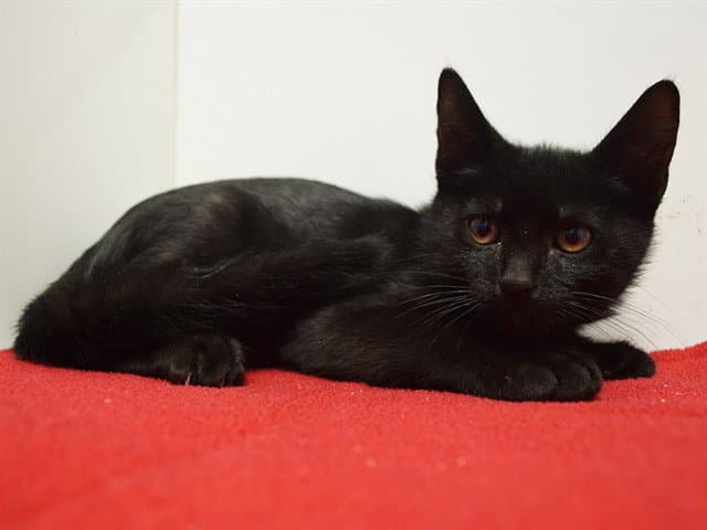 Poseiden - Domestic Short Hair