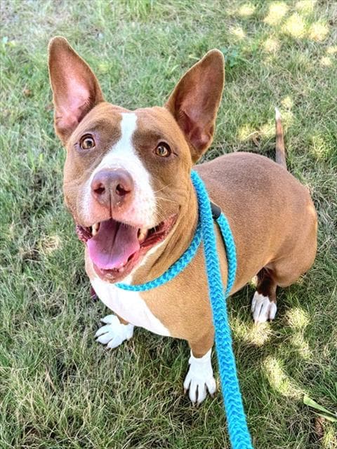 Red - Pit Bull Terrier