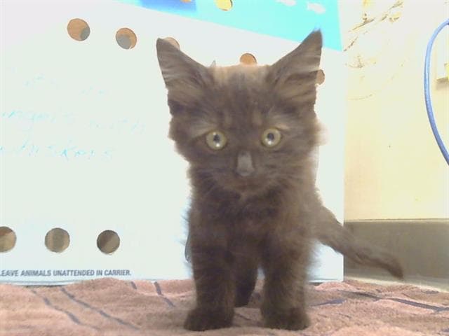 Scragg - Domestic Medium Hair