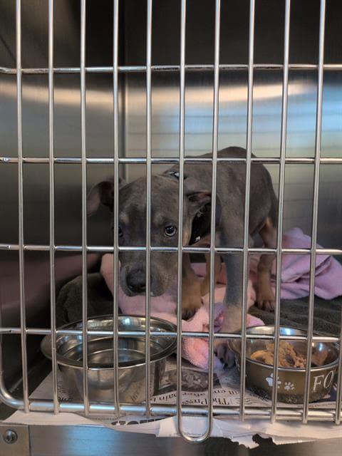 Maddy - Pit Bull Terrier