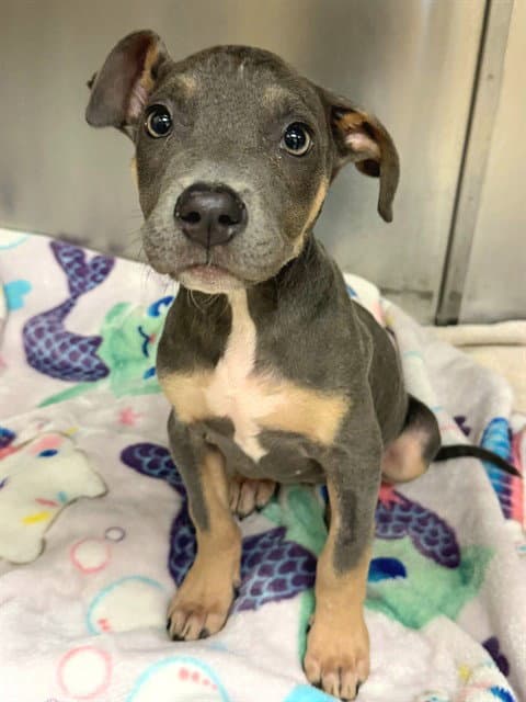 Maddy - Pit Bull Terrier