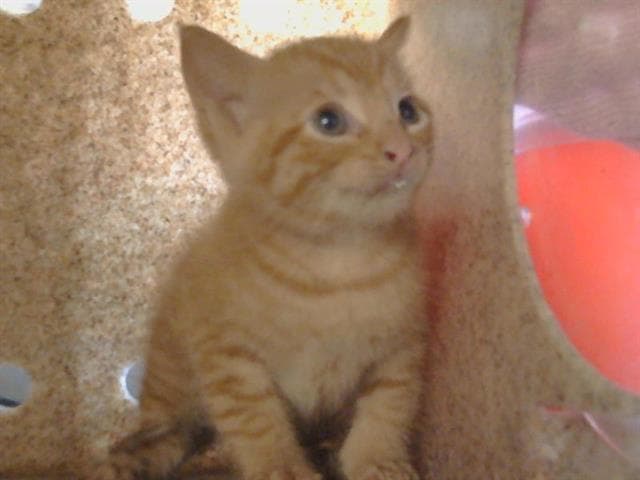 Chip - Domestic Short Hair