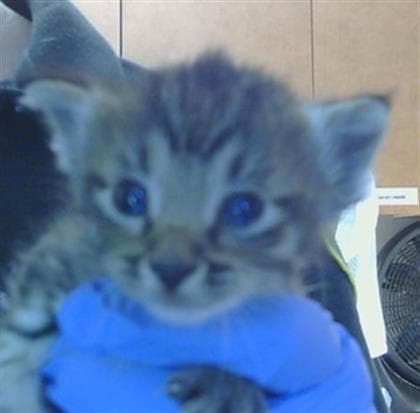 Unknown - Domestic Short Hair