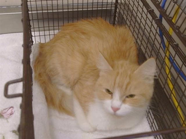 Clementine - Domestic Medium Hair