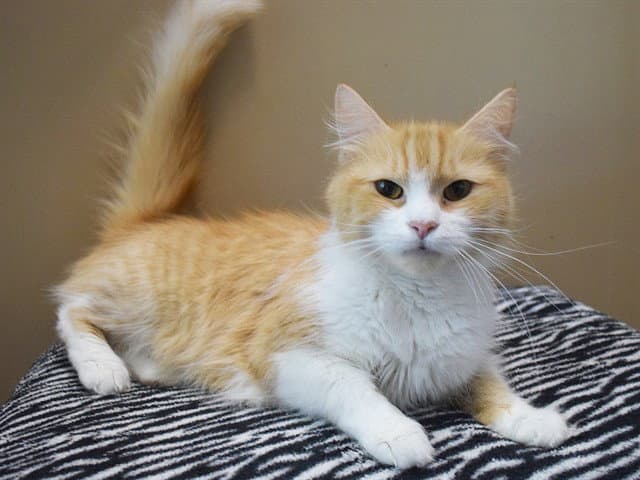 Clementine - Domestic Medium Hair