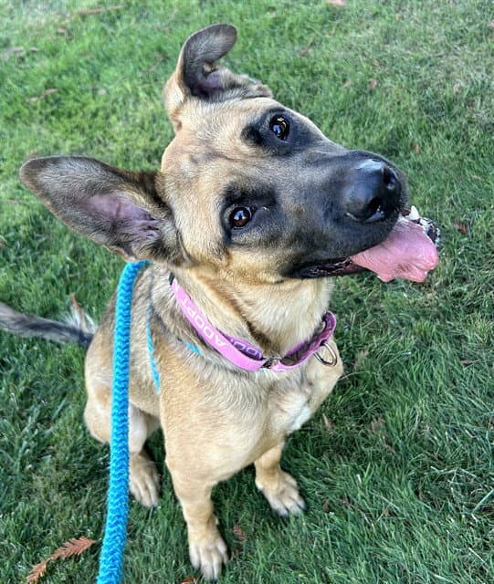 Hera - German Shepherd Dog