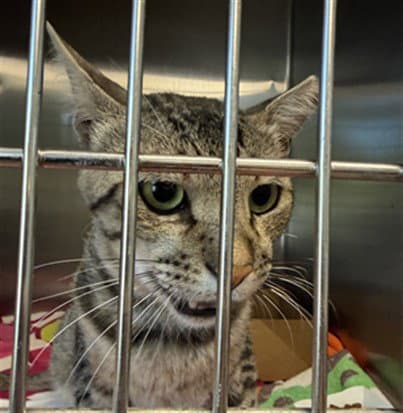 Strudel - Domestic Short Hair