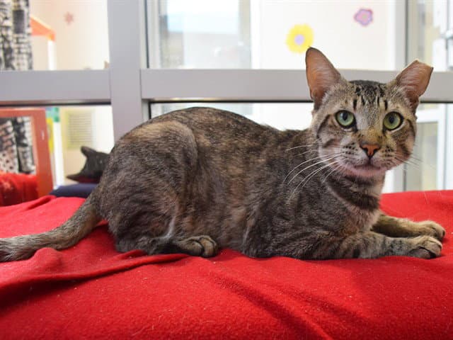 Strudel - Domestic Short Hair