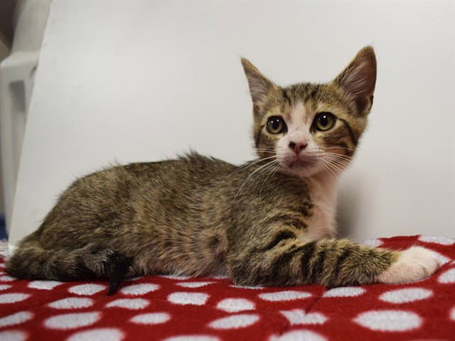Adam - Domestic Short Hair