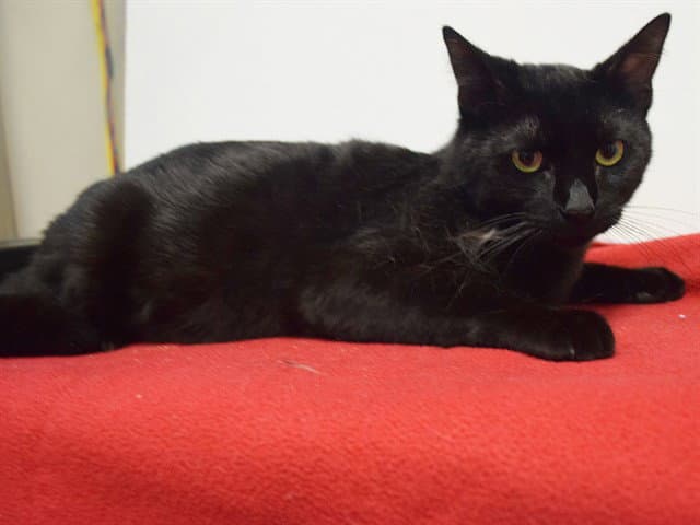 Jack-Jack - Domestic Short Hair