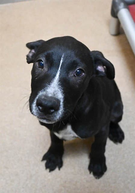 Maui - Pit Bull Terrier