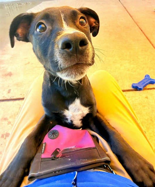 Maui - Pit Bull Terrier