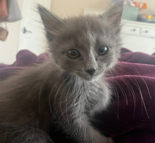 Basil - Domestic Short Hair