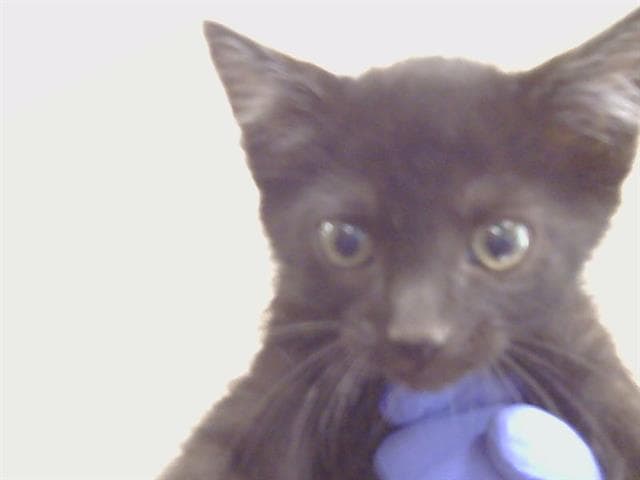 Unknown - Domestic Short Hair