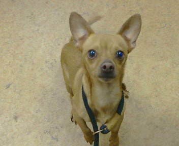 Kane - Chihuahua
