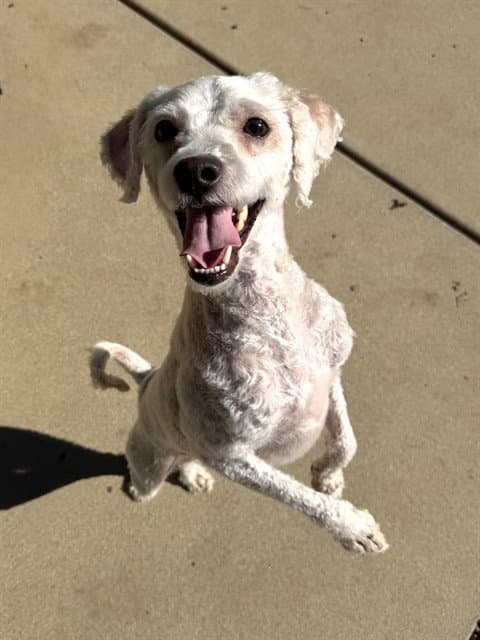 Digby - Poodle (Miniature)