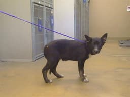 Zorro image 1