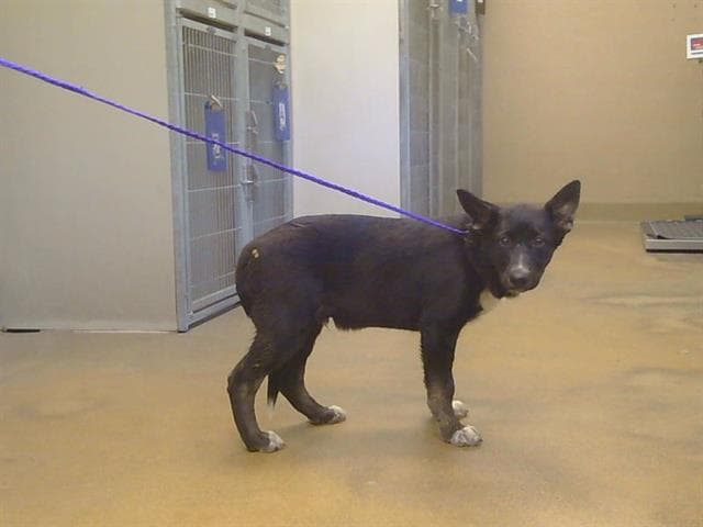 Zorro - German Shepherd Dog