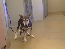 Desperado image 1