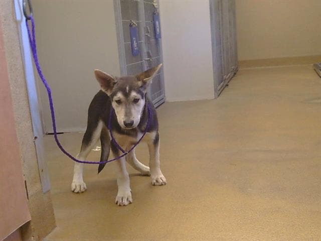 Desperado - German Shepherd Dog