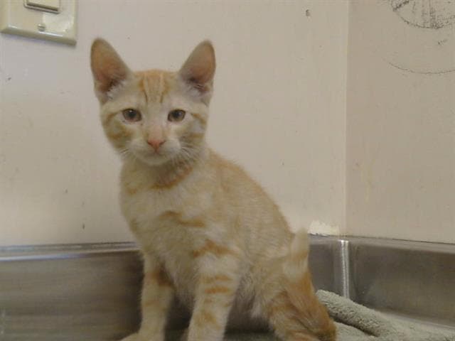 Tang - Domestic Short Hair