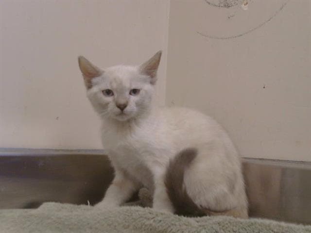 Cristal - Siamese