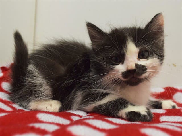 Nixie - Domestic Short Hair