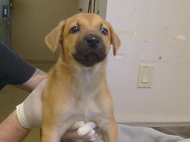 Dawn - Redbone Coonhound
