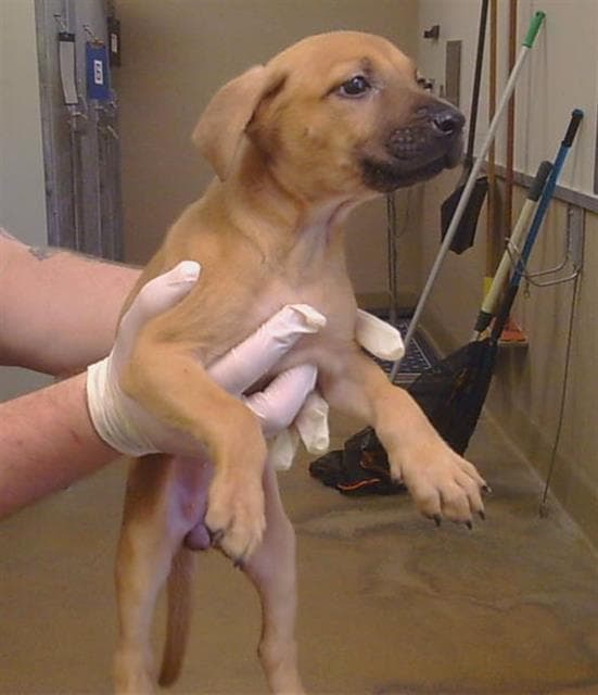 Dora - Redbone Coonhound