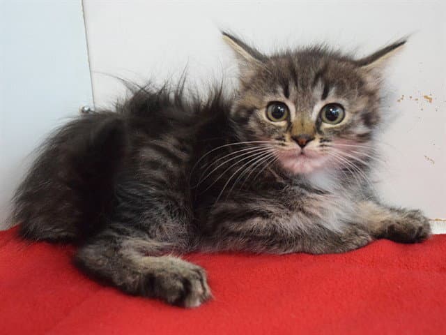 Otter - Domestic Medium Hair
