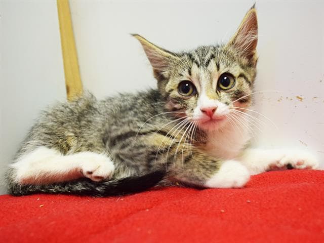 Britany - Domestic Short Hair