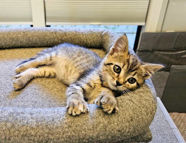 Bonnie - Domestic Short Hair