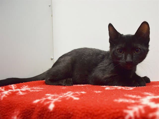Karl - Domestic Short Hair
