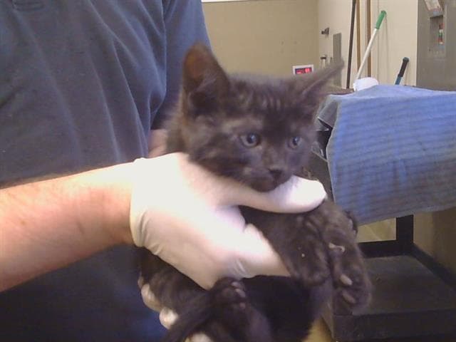 Unknown - Domestic Short Hair