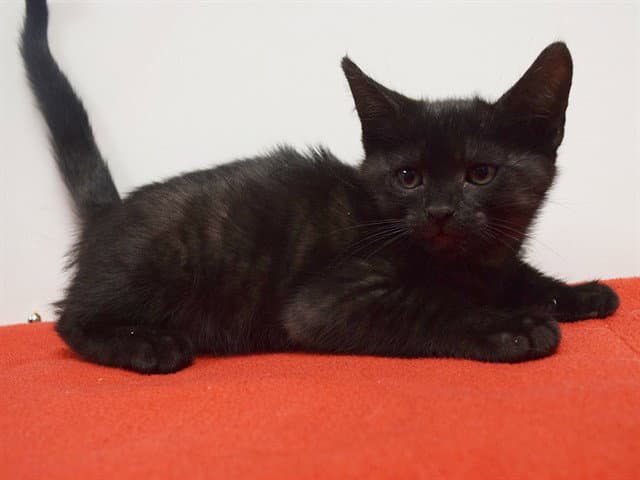 Unknown - Domestic Short Hair