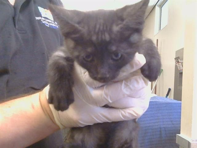 Unknown - Domestic Short Hair