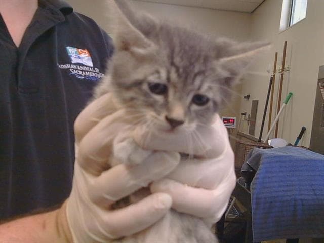 Unknown - Domestic Short Hair