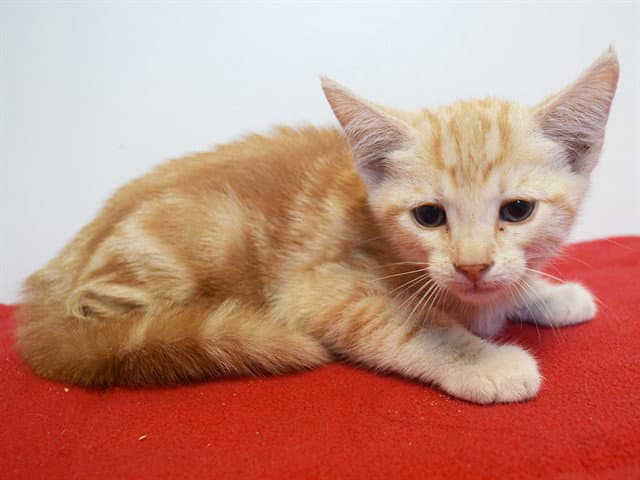 Unknown - Domestic Short Hair