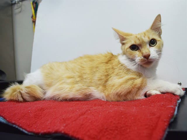 Unknown - Domestic Medium Hair