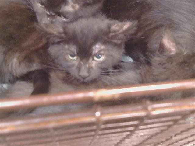Alfalfa - Domestic Short Hair