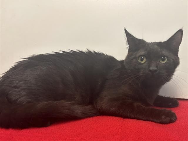 Alfalfa - Domestic Short Hair
