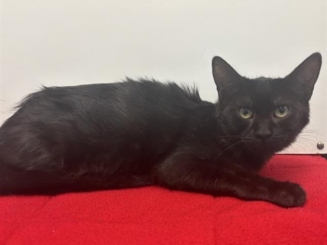 Sunflower - Domestic Short Hair