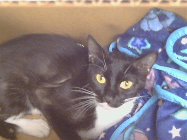 Unknown - Domestic Short Hair